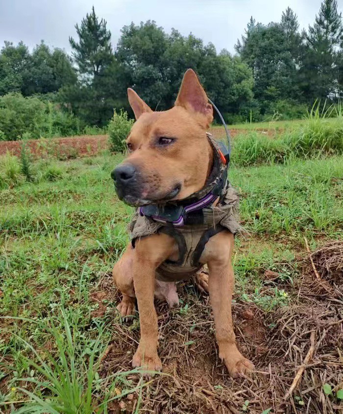 hunting dog hunting dog