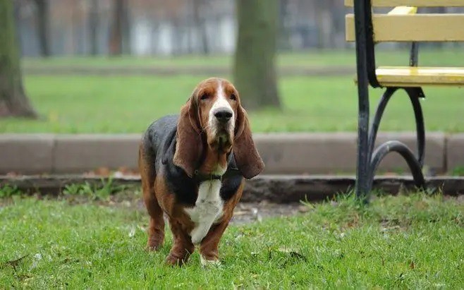 Basset Hound